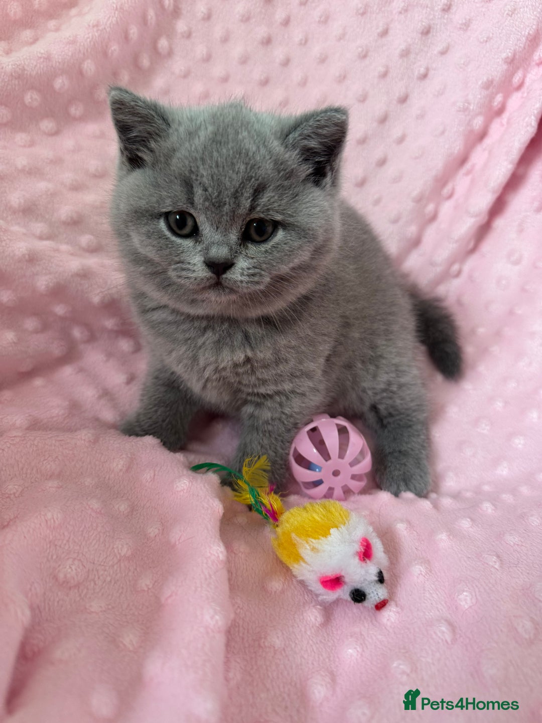 British Shorthair cats for sale: IGRCH Sired GCCF reg British Shorthair Kittens  - Image 7