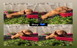Miniature Dachshund dogs for sale: Miniature Dachshund Puppiee - Image 10