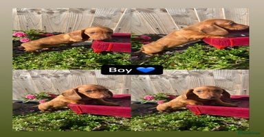 Miniature Dachshund dogs - Advert 16