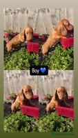 Miniature Dachshund dogs - Advert 16