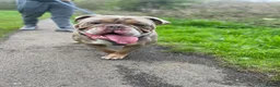 English Bulldog dogs for stud: Looking to Stud Kash in Preston - Advert 3