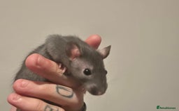 Rat rodents for sale: Various rat - Image 12