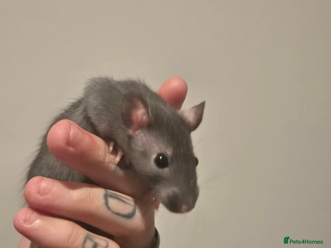 Rat rodents for sale: Various rat - Image 12