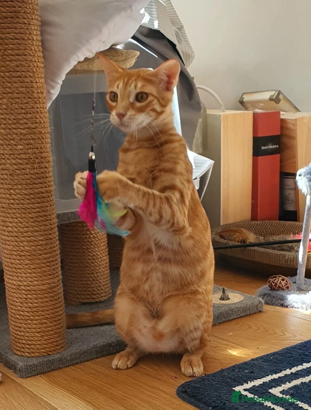 Mixed Breed cats for adoption: Two Cats for Indoor Adoption Together in Bridgend - Advert 12