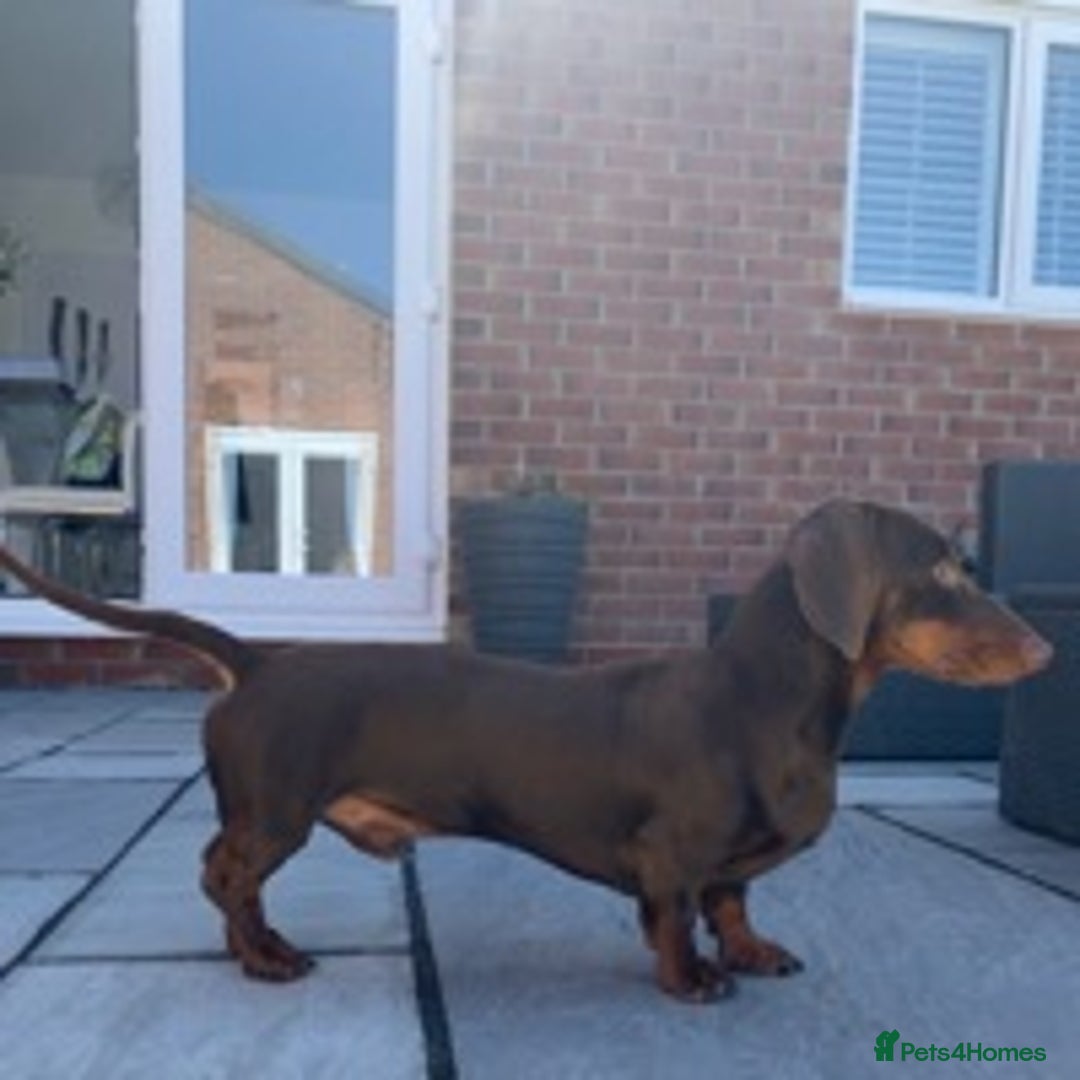 Miniature Dachshund dogs for stud: Proven Stud Chocolate & Tan Miniature Dachshund in Durham - Advert 14
