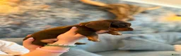 Miniature Dachshund dogs for sale: Chocolate & Tan Miniature Dachshunds | KC - Advert 8