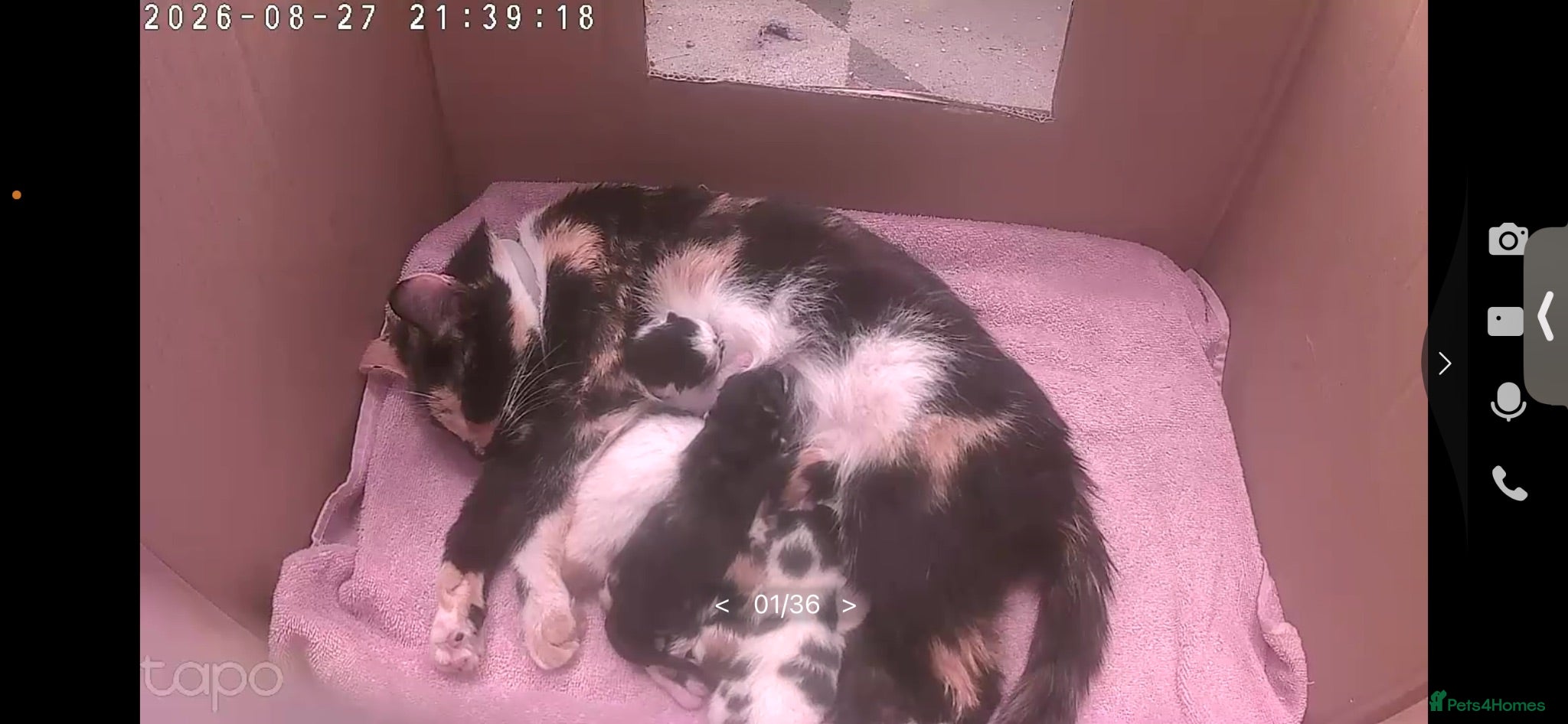 Mixed Breed cats Kittens for sale  - Advert 1