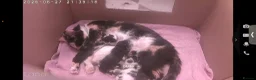 Mixed Breed cats for sale: Kittens for sale  - Advert 1