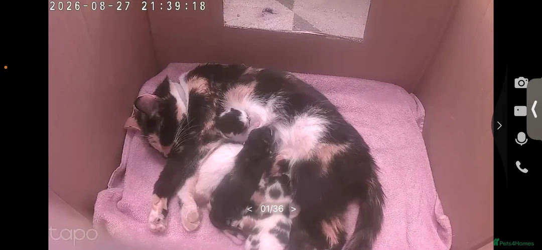 Mixed Breed cats for sale: Kittens for sale  - Advert 1