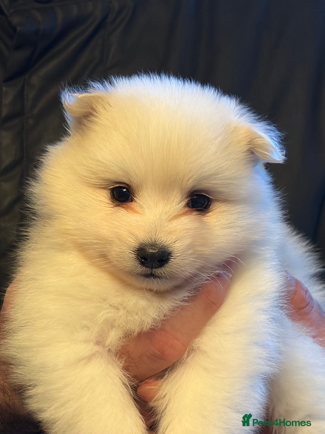 Japanese Spitz dogs for sale: 5 beautiful Japanese spitz puppies for sale - Advert 5