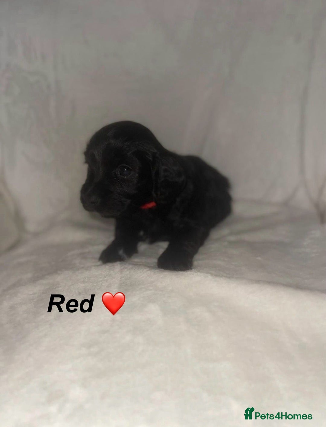 Cockapoo dogs for sale: Cockapoo Puppies Looking For Their Forever Homes💕 - Advert 3