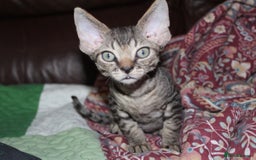 Devon Rex cats for sale: GCCF Devon Rex kittens - Image 3