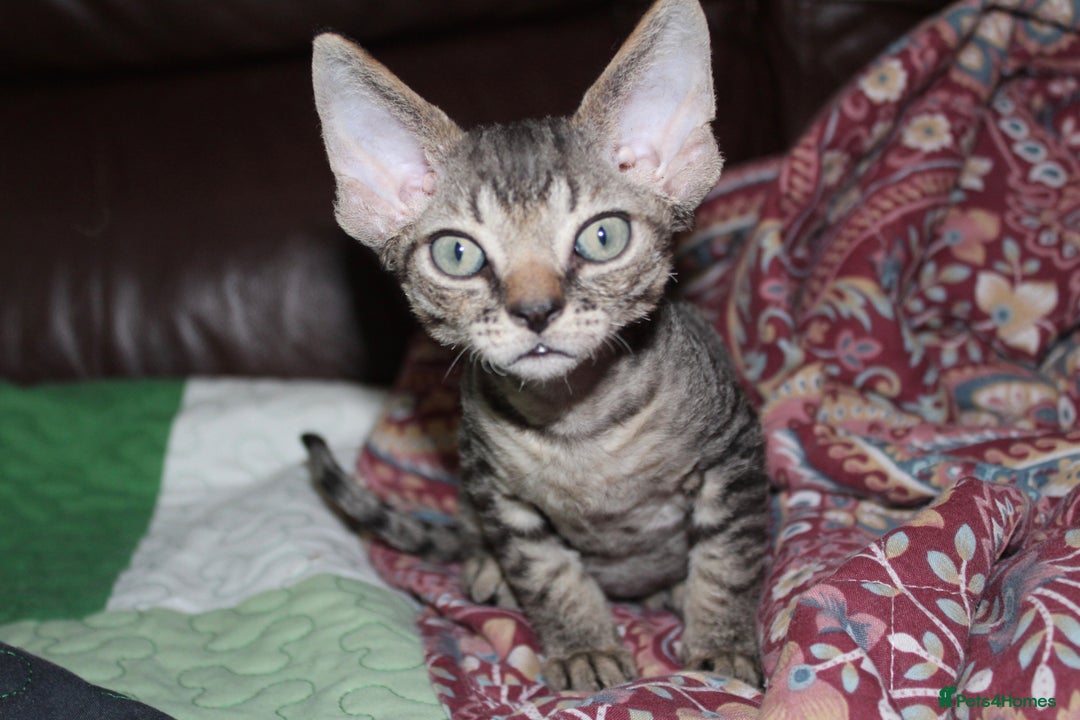 Devon Rex cats for sale: GCCF Devon Rex kittens - Image 3