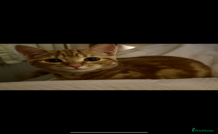 Persian cats - Advert 9