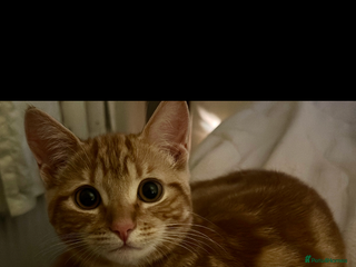 Persian cats for sale - Advert 1