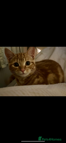 Persian cats - Advert 9