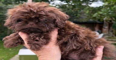 Shih Tzu dogs - Advert 2