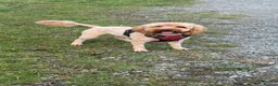 Cockapoo dogs for sale: Stunning F2 Cockapoo puppies - Advert 13