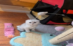 Scottish Fold cats for sale: 🥰 Scottish fold kitties for loving homes 💗 - Advert 8