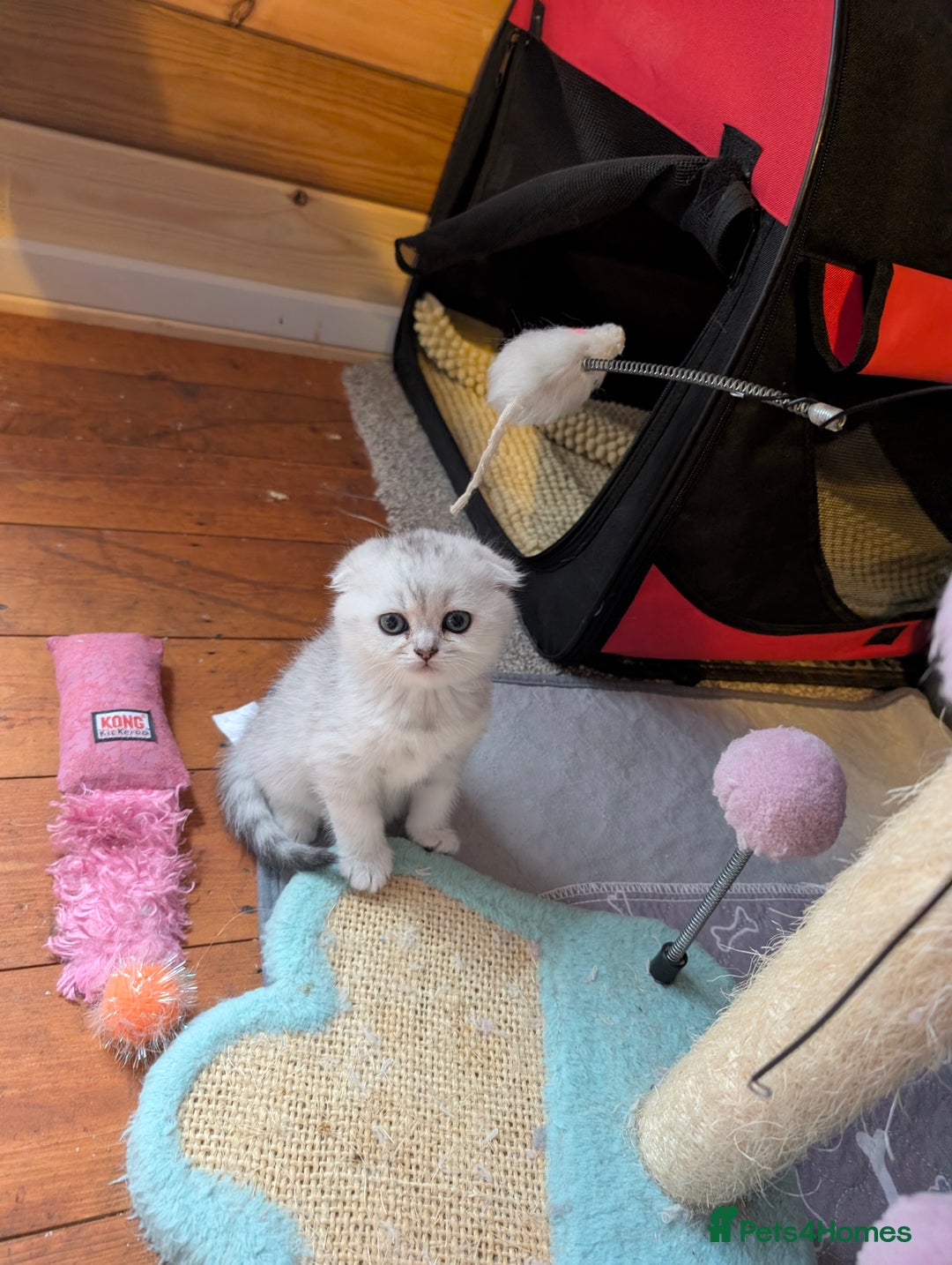 Scottish Fold cats for sale: 🥰 Scottish fold kitties for loving homes 💗 - Advert 8