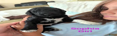 Sophia