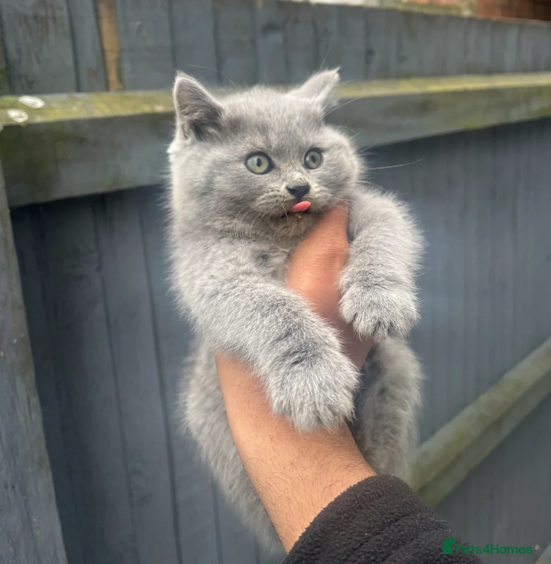 British Shorthair cats for sale: BRITISH SHORTHAIR CHUNKY BOY - Advert 1