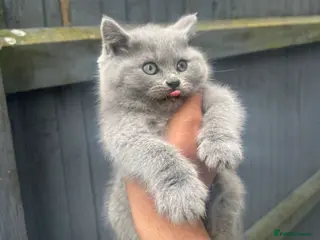 British Shorthair cats BRITISH SHORTHAIR CHUNKY BOY - Advert 17