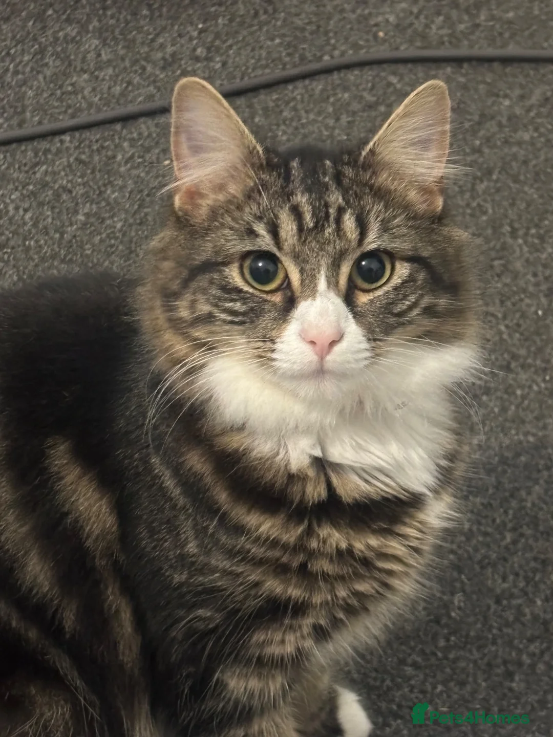 Siberian cats for sale: Gorgeous Siberian mixed kittens female male tabby - Advert 2