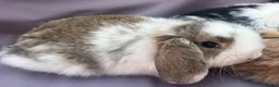 Mini Lop rabbits for sale: Beautiful fluffy mini lops  - Advert 11