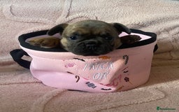 French Bulldog dogs for sale: Beautiful French bulldog puppies  - Image 14