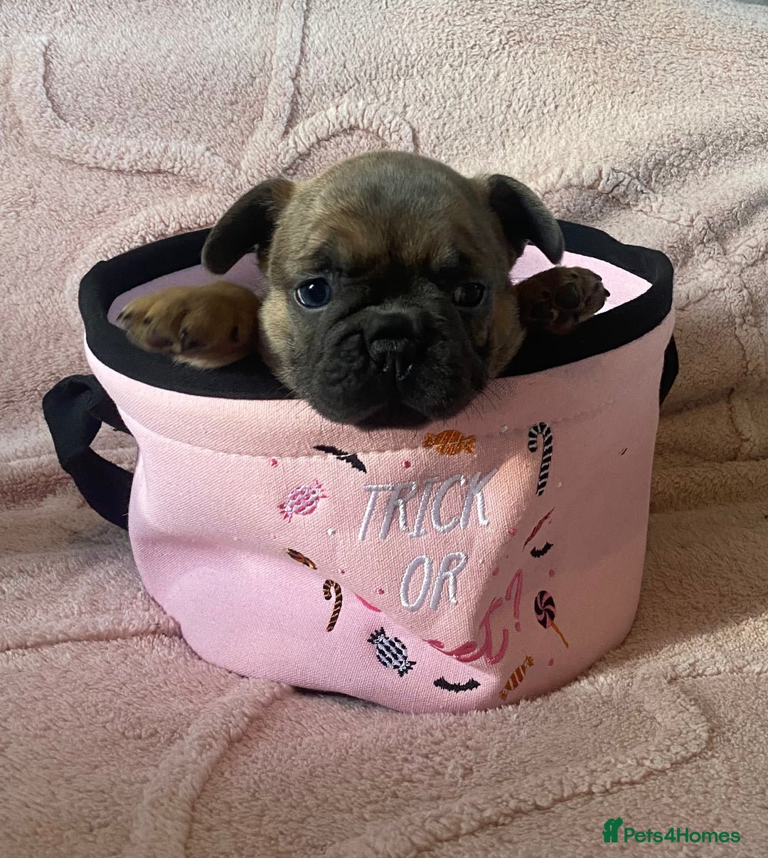 French Bulldog dogs for sale: Beautiful French bulldog puppies  - Image 14