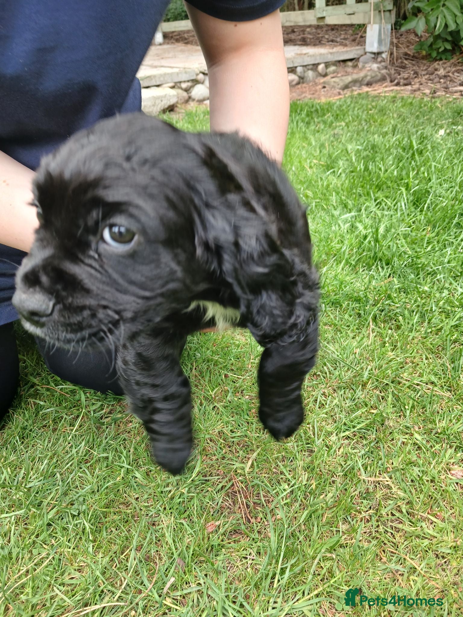 Cocker Spaniel dogs 1 Male Cocker Spaniel available  - Advert 12