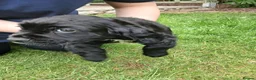 Cocker Spaniel dogs for sale: 1 Male Cocker Spaniel available  in Inverness - Advert 1