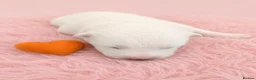 Samoyed dogs for sale: 🐾 Beautiful Samoyed Puppies Available 🐾 - Advert 21