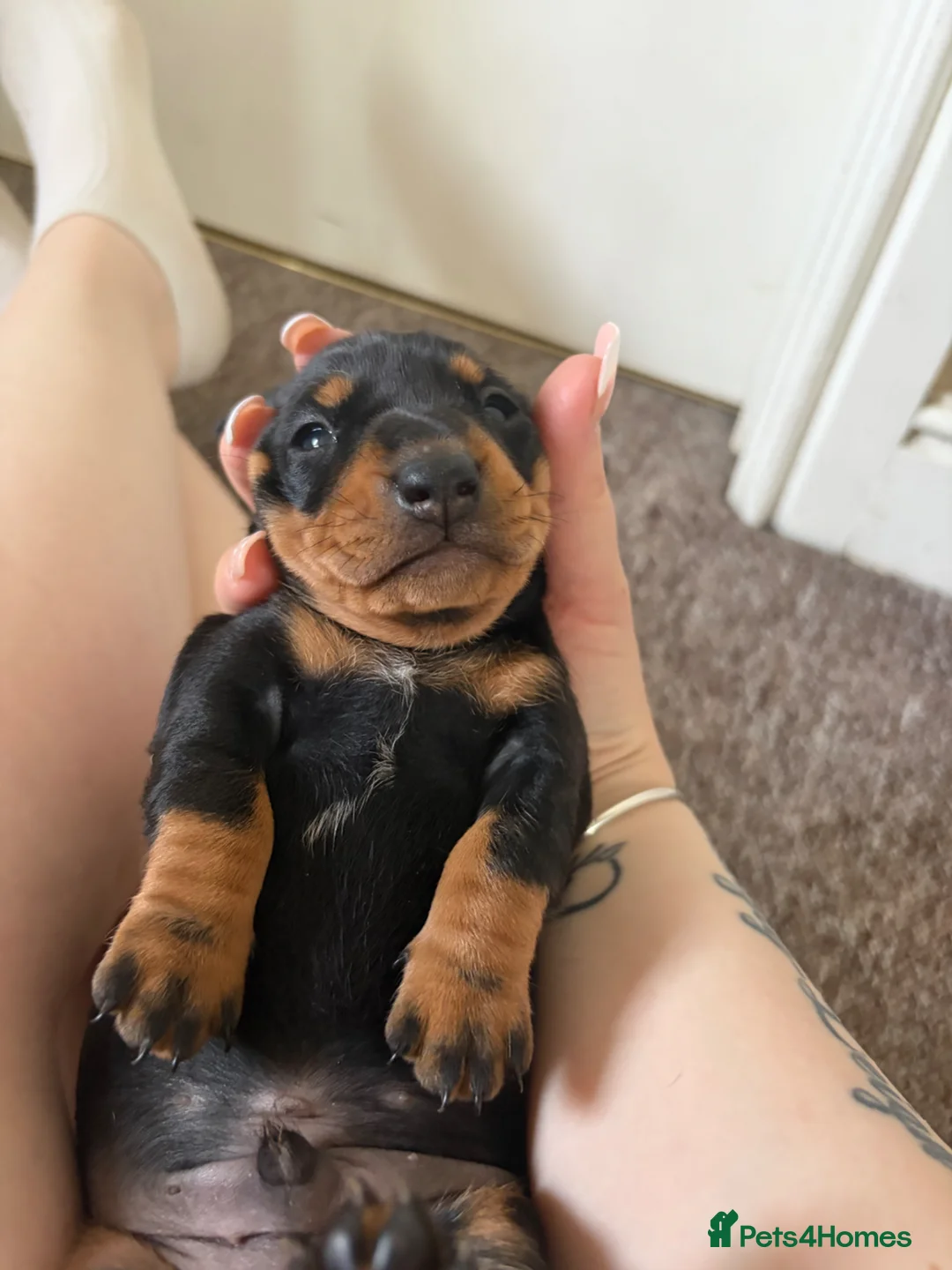 Miniature Dachshund dogs for sale: Stunning miniature dachshund puppies - Advert 1