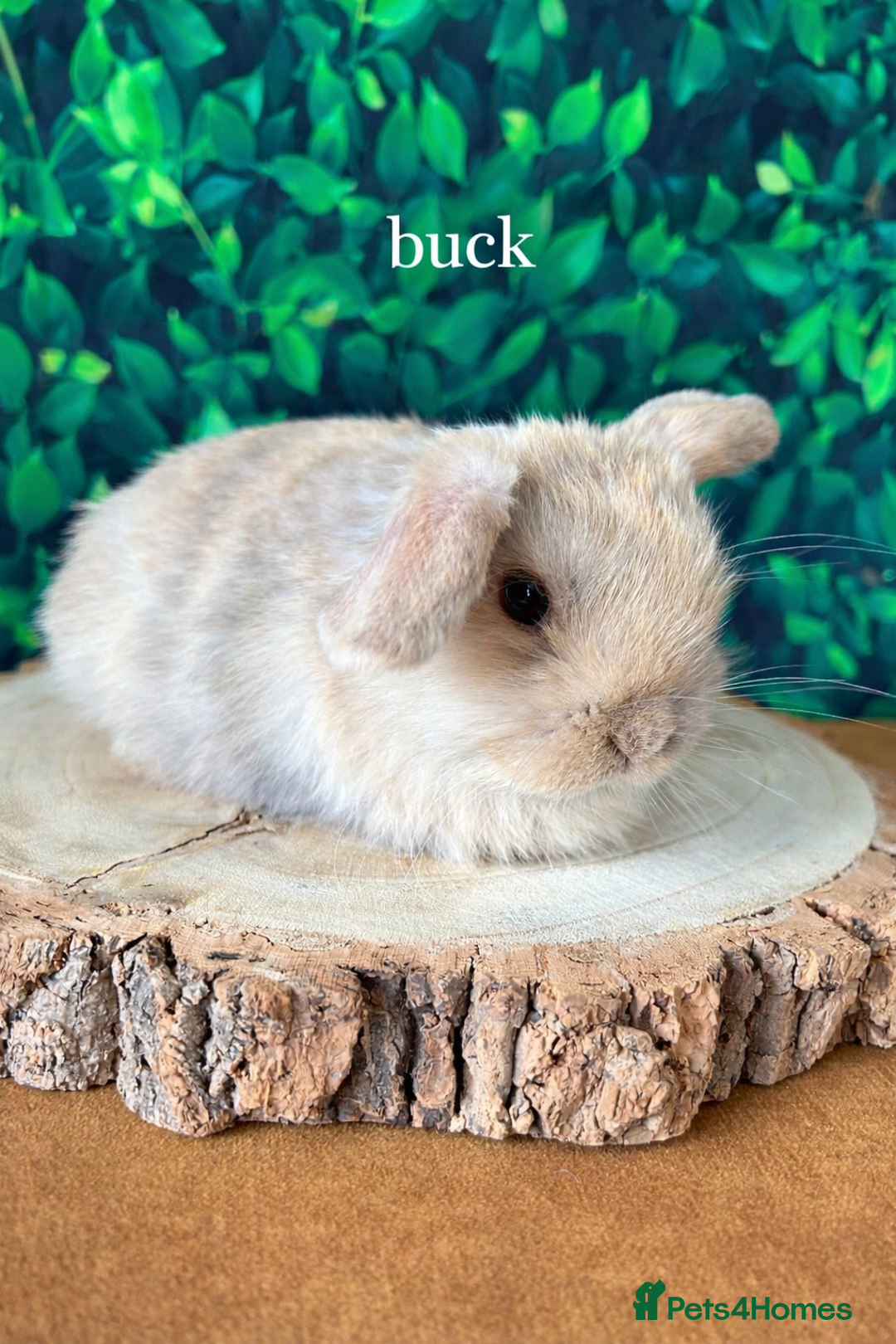 Mini Lop rabbits for sale: Gorgeous mini lops - Advert 2