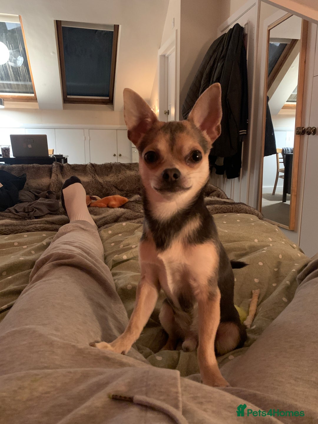 Chihuahua dogs for stud: Kenobi  - Advert 6