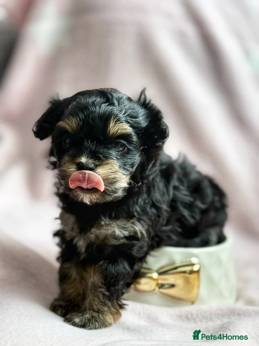 Maltipoo dogs for sale: 💝 Stunning Maltipoo girl 💝 - Advert 2