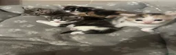 Mixed Breed cats for sale: Cute fluffy kittens  - Advert 1