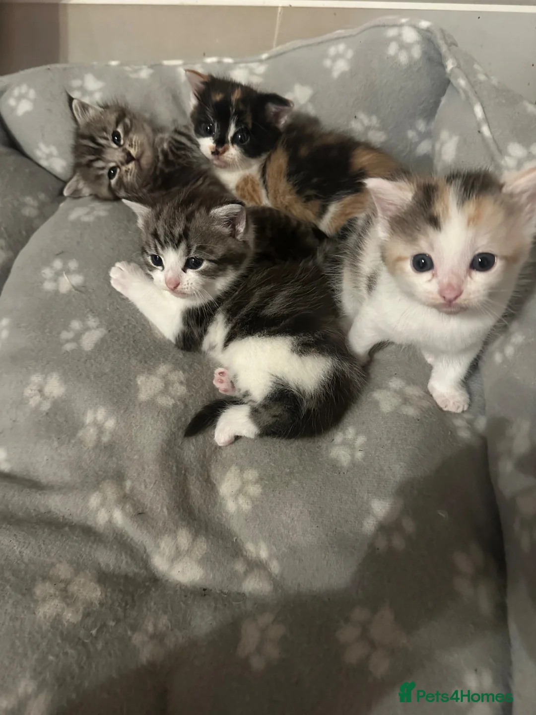 Mixed Breed cats for sale: Cute fluffy kittens  - Advert 1