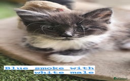 Maine Coon cats for sale: Prue breed mainecoon kittens - Image 5