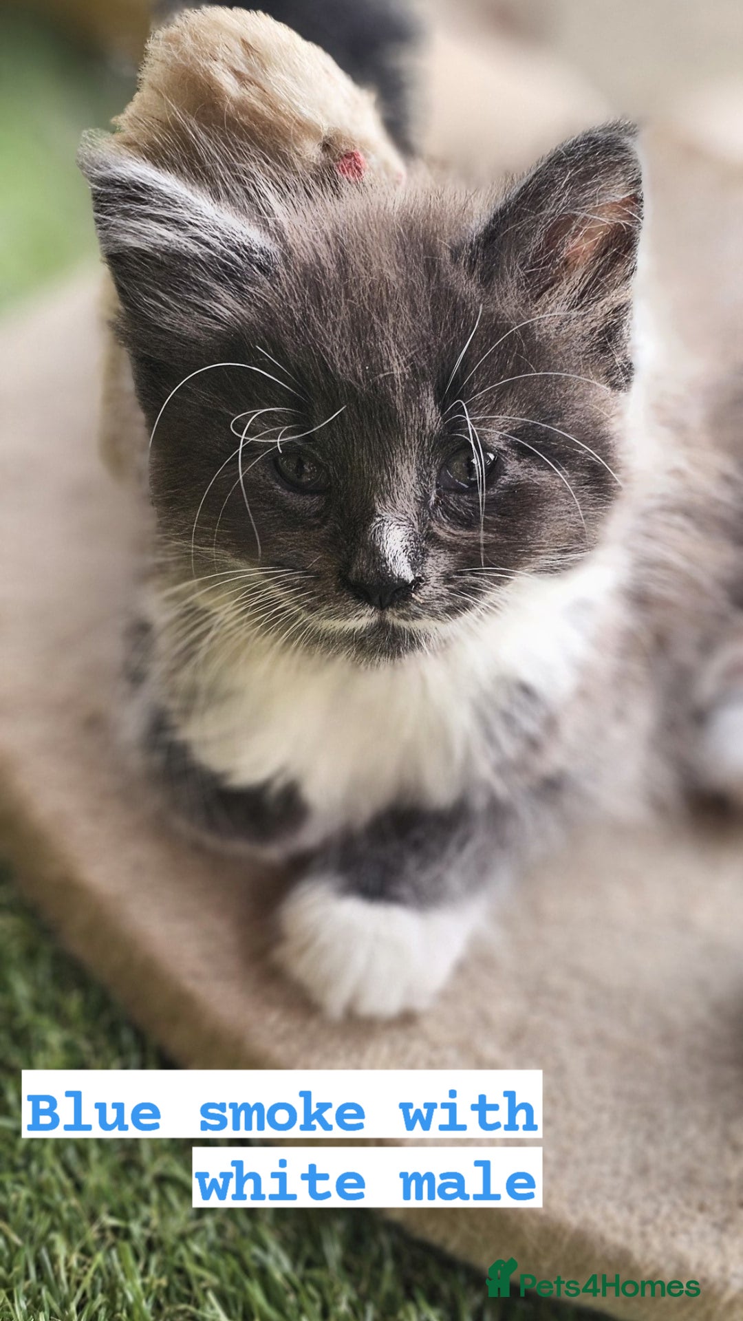 Maine Coon cats for sale: Prue breed mainecoon kittens - Image 5