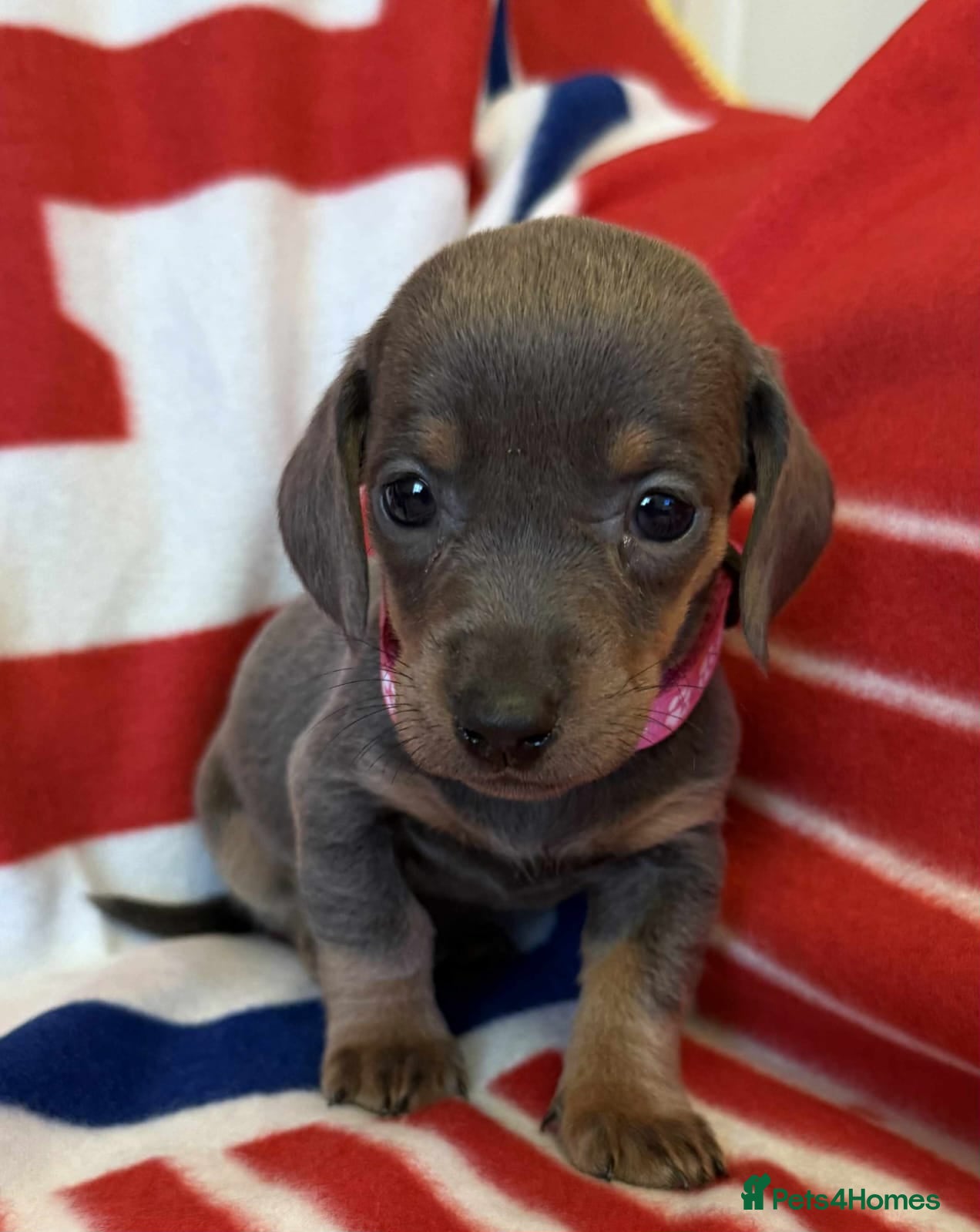 Dachshund dogs Beautiful Dachshund puppies - Advert 3