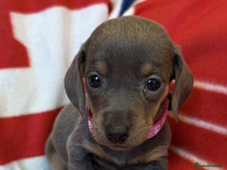 Dachshund dogs Beautiful Dachshund puppies - Advert 3