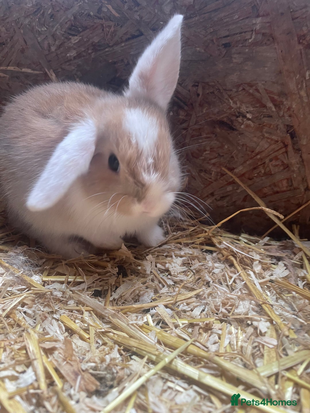 Mini Lop rabbits for sale:  4 baby rabbits - Image 2