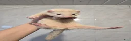 Ferret rodents for sale: Friendly Ferret Girls - Advert 9