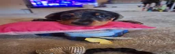 Dachshund dogs for sale: 3 beauifil dachshund puppys  - Advert 10