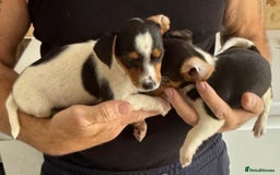 Jack Russell dogs for sale: Full breed jack Russell puppies for sale - Image 14