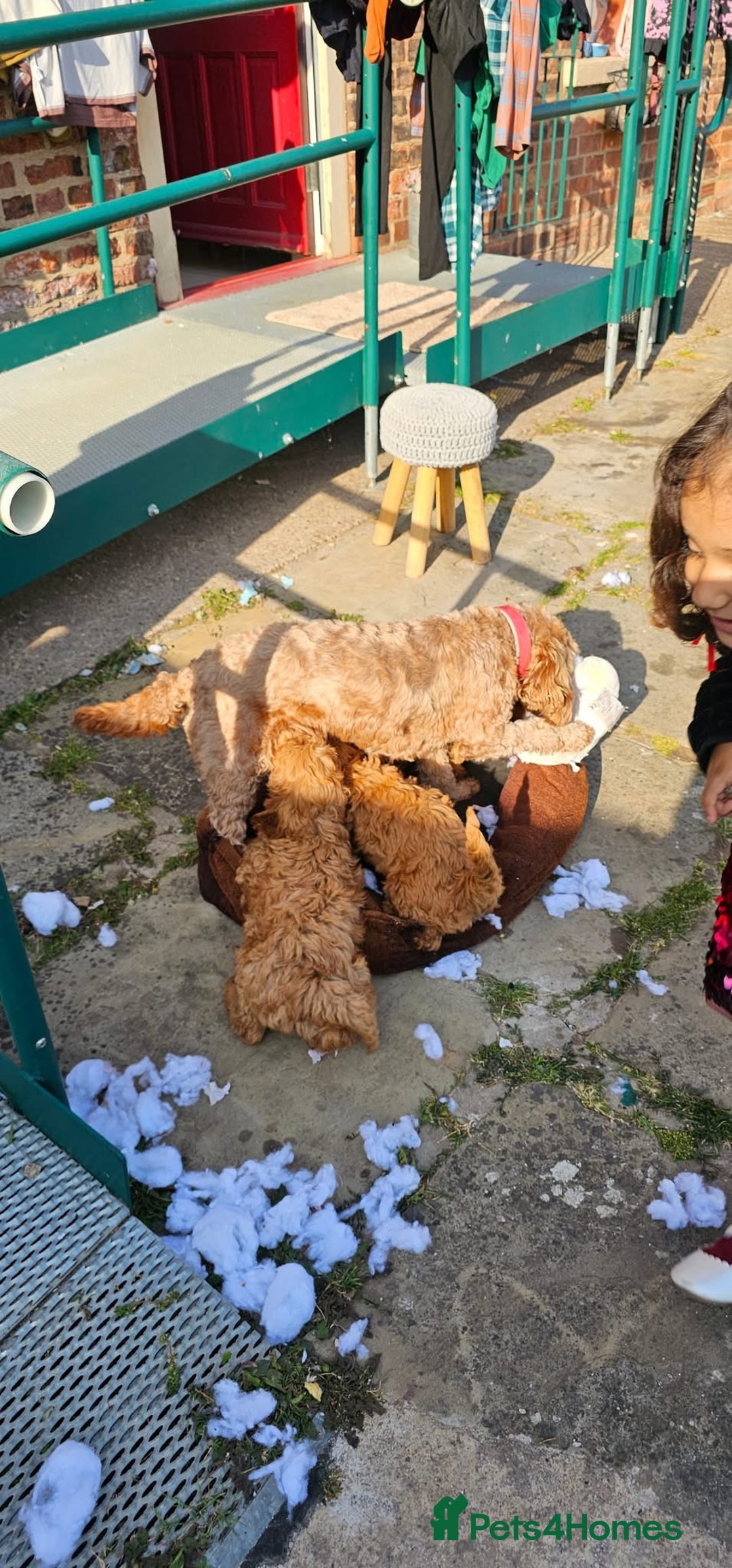 Cockapoo dogs for sale: Beautiful F1 Red Cockapoo Puppies - Image 16