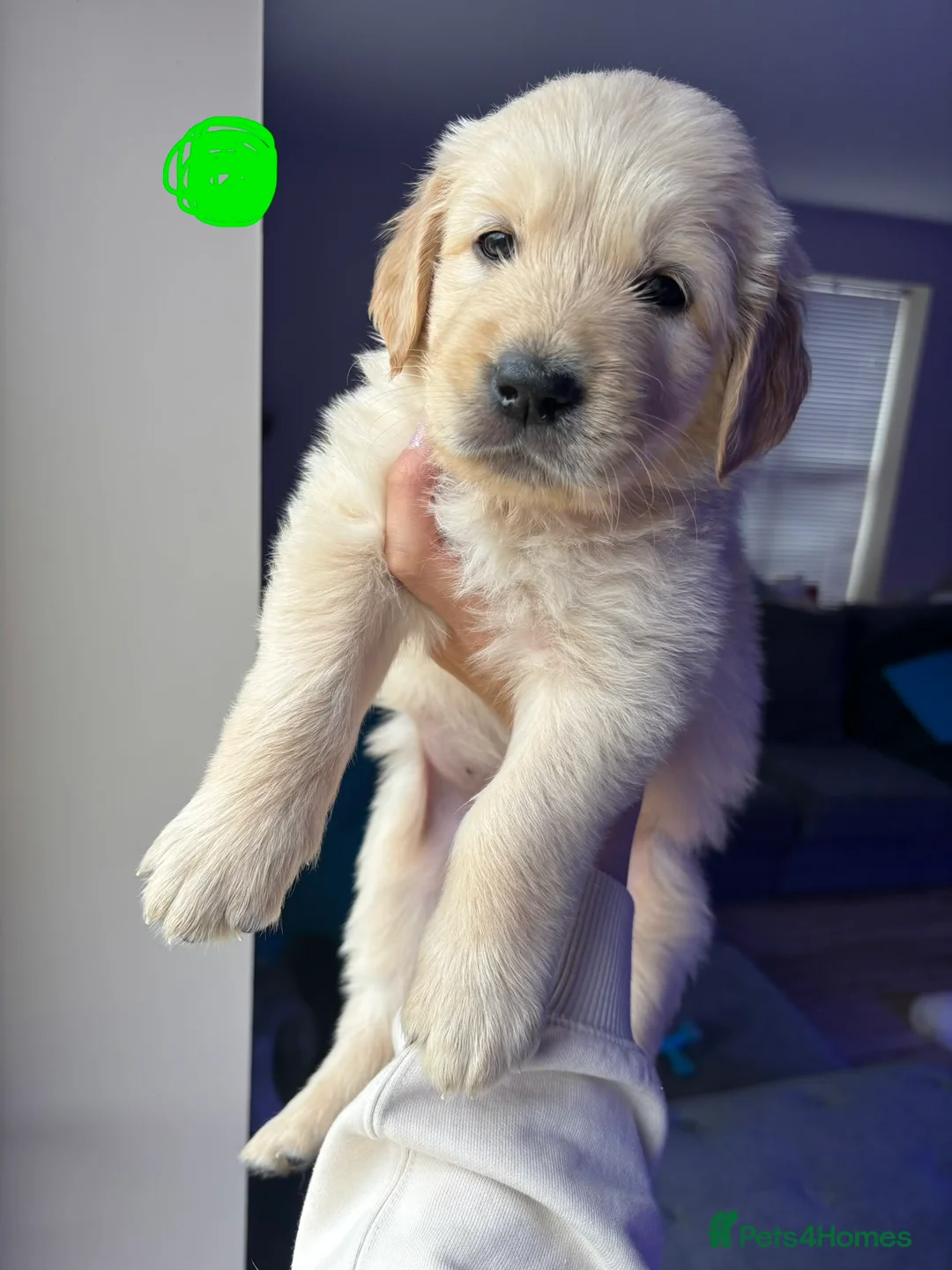 Golden Retriever dogs for sale: Golden Retriever puppies - Advert 18